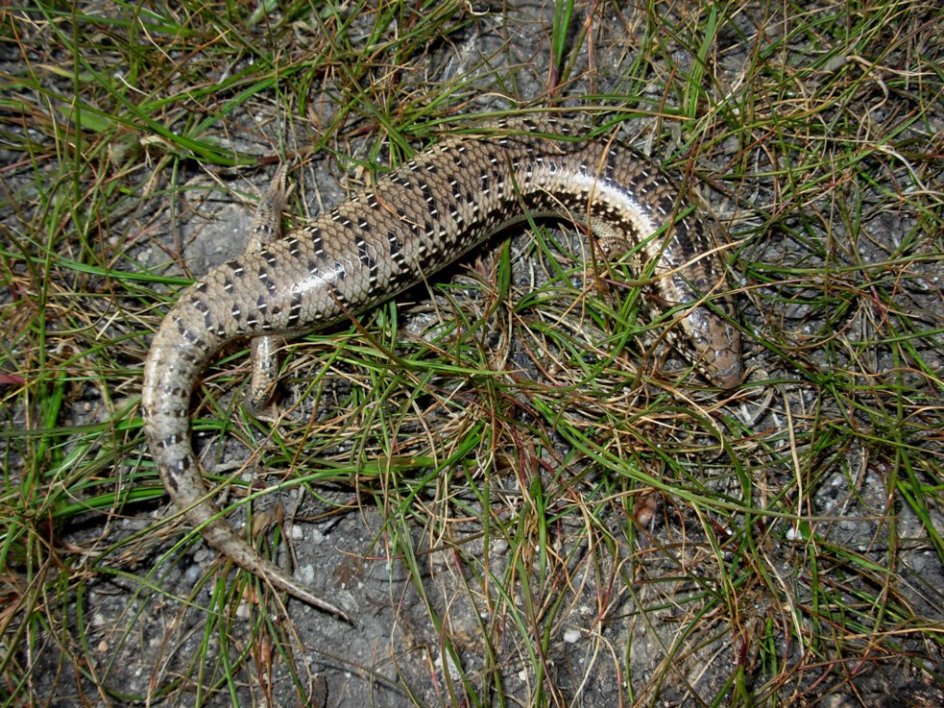 chalcides ocellatus tiligugu